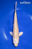 9.5" KUJAKU