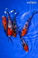 PACK OF (5) 4-5" STANDARD KOI
