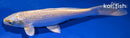 9.5" KUJAKU