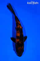 5.5" HI UTSURI