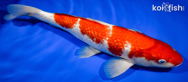 13.5" GINRIN KOHAKU