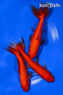 PACK OF (3) 4-5" WAKIN GOLDFISH