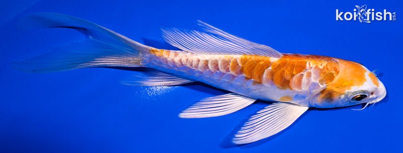 5.5" ARAGOKE HARIWAKE BUTTERFLY