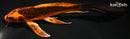 7.5" KIN ORENJI MATSUBA BUTTERFLY