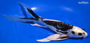 10" KIKOKURYU BUTTERFLY