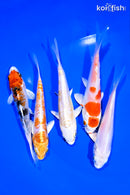 PACK OF (5) 4-5" STANDARD KOI