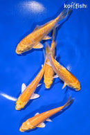 PACK OF (5) 4-4.5" STANDARD KOI