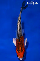 5.5" KUJAKU