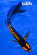 5.75" KABUTO BUTTERFLY