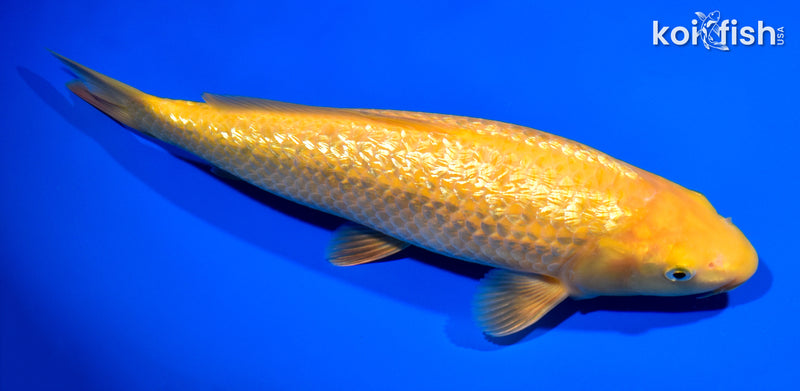 10.5" "YELLOW MONKEY" KARASHIGOI