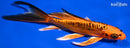 8" DOITSU ORENJI MATSUBA BUTTERFLY