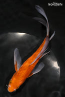 7.75" CHAGOI BUTTERFLY