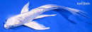7.5" DOITSU PLATINUM OGON BUTTERFLY