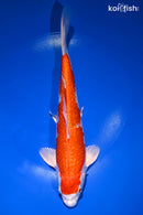 9.5" GINRIN HARIWAKE