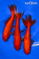 PACK OF (3) 4-5" WAKIN GOLDFISH