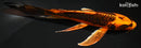 7.5" KIN ORENJI MATSUBA BUTTERFLY
