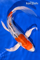9.25" YAMATO NISHIKI BUTTERFLY