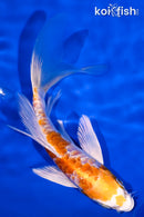 5.5" ARAGOKE HARIWAKE BUTTERFLY