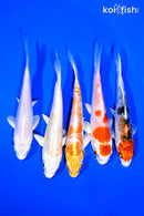 PACK OF (5) 4-5" STANDARD KOI