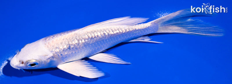 5.75" GINRIN PLATINUM OGON BUTTERFLY
