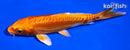 5.25" DOITSU ORENJI OGON