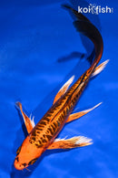 8" DOITSU ORENJI MATSUBA BUTTERFLY