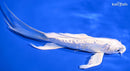 7.5" DOITSU PLATINUM OGON BUTTERFLY