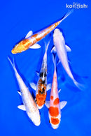 PACK OF (5) 4-5" STANDARD KOI