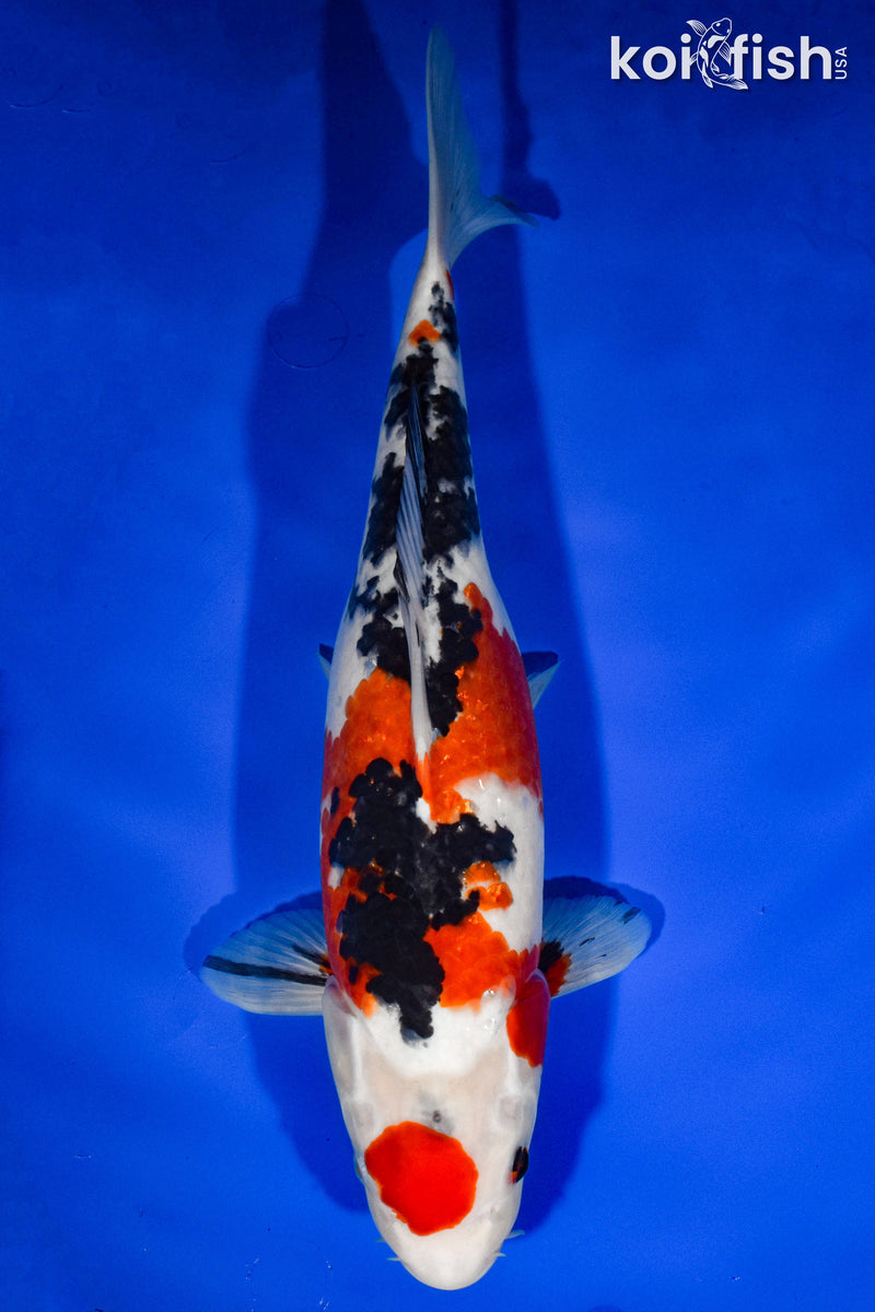 13.5" MARUTEN SANKE