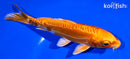 5.25" DOITSU ORENJI OGON