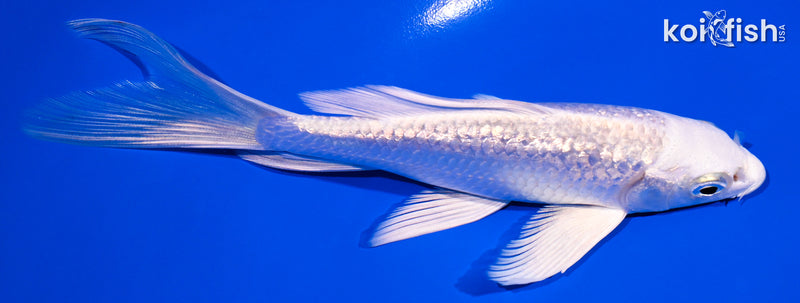 5.75" GINRIN PLATINUM OGON BUTTERFLY