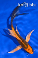 5.75" KIN ORENJI MATSUBA BUTTERFLY
