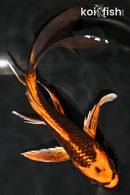 7.5" KIN ORENJI MATSUBA BUTTERFLY