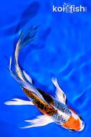 6.5" KUJAKU BUTTERFLY