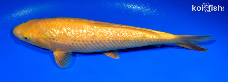 10.5" "YELLOW MONKEY" KARASHIGOI