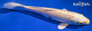 9.5" KUJAKU