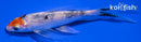 4.75" YAMATO NISHIKI BUTTERFLY