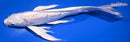 8.25" DOITSU PLATINUM OGON  BUTTERFLY