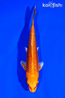 5.25" DOITSU ORENJI OGON