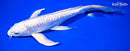 9" GINRIN DOITSU PLATINUM OGON BUTTERFLY