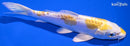 6.5" DOITSU LEMON HARIWAKE