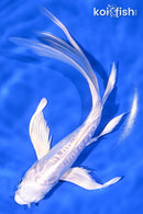 7.5" DOITSU PLATINUM OGON BUTTERFLY