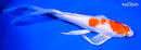 9.5" HARIWAKE BUTTERFLY