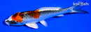 5.25" KUJAKU