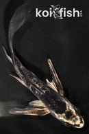 5" KIKOKURYU BUTTERFLY