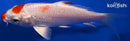 5" MARUTEN HARIWAKE