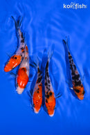 PACK OF (5) 4-5" STANDARD KOI