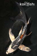 5.25" BENI KIKOKURYU BUTTERFLY
