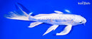 9" GINRIN DOITSU PLATINUM OGON BUTTERFLY