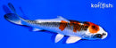 5.25" KUJAKU